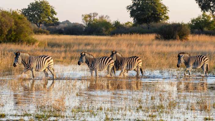 Eine Herde Zebras läuft durch das Wasser