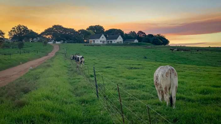Eine Kuh steht in einem Feld neben einem Zaun