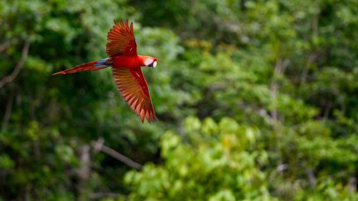 Ein roter Papagei fliegt über einen grünen Wald