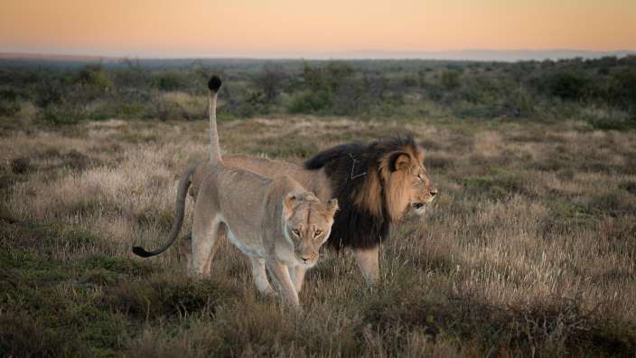 Ein Löwe und eine Löwin stehen nebeneinander in einem Feld