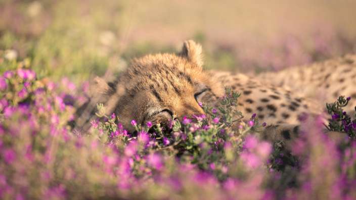 Ein Gepard schläft in einem Feld mit lila Blumen