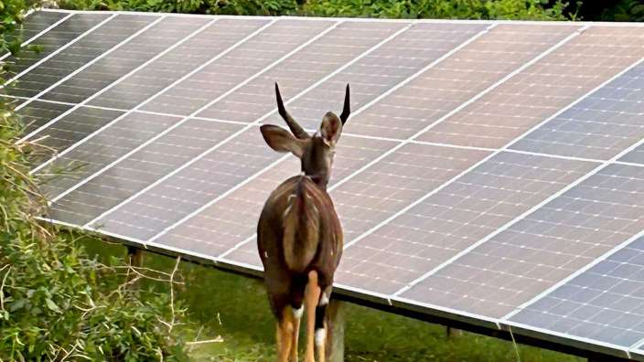 Ein hirsch steht vor einer Reihe von solarpanels