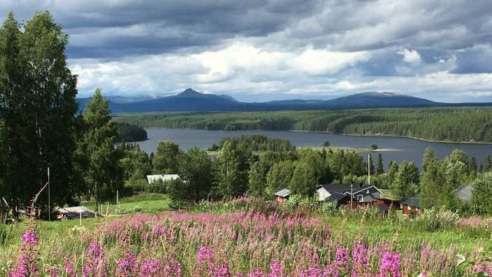 Ein Feld mit lila Blumen und einem See im Hintergrund