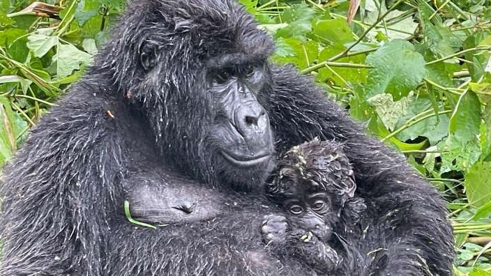 Ein Gorilla hält ein Baby in seinen Armen