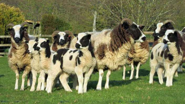 Eine Gruppe schwarz-weißer Schafe steht in einem Feld