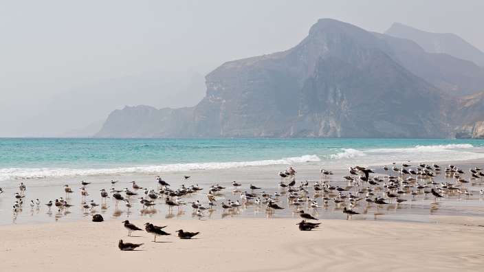 Eine große Gruppe von Vögeln steht am Strand