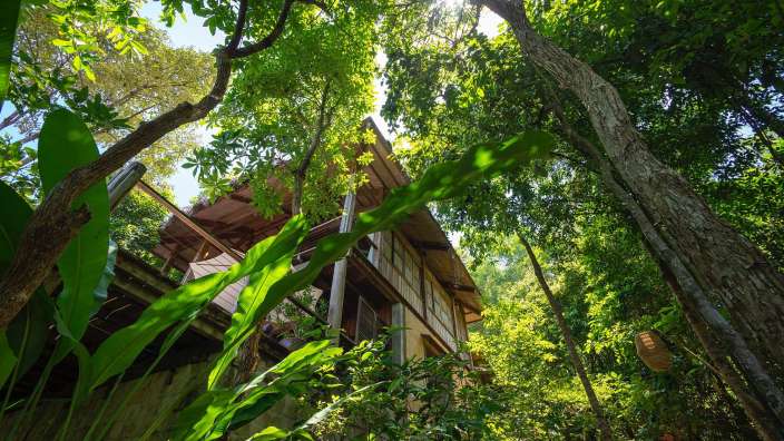 Ein Baumhaus im Dschungel mit vielen Bäumen umgeben