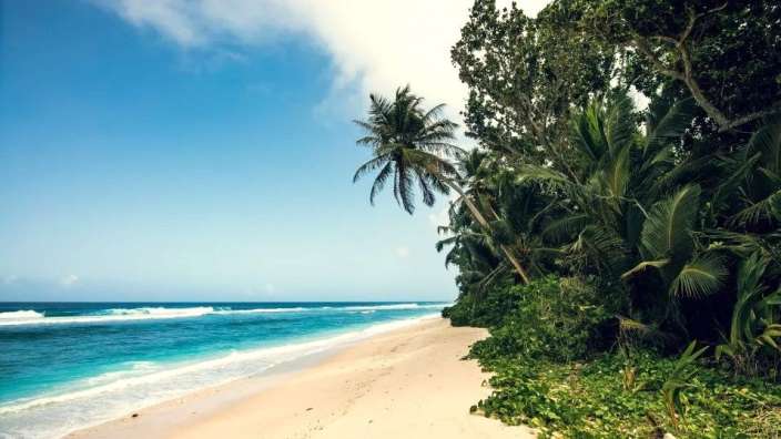 Ein Strand mit Palmen und einem blauen Ozean dahinter