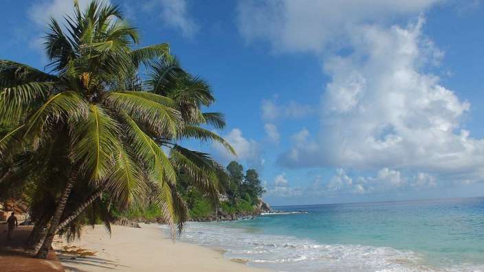 Ein Strand mit Palmen und einem blauen Himmel