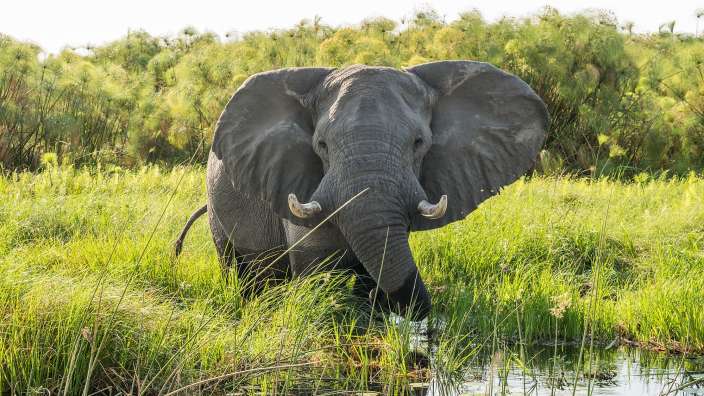 Ein elefant steht in einem grasbewachsenen feld und schaut in die kamera