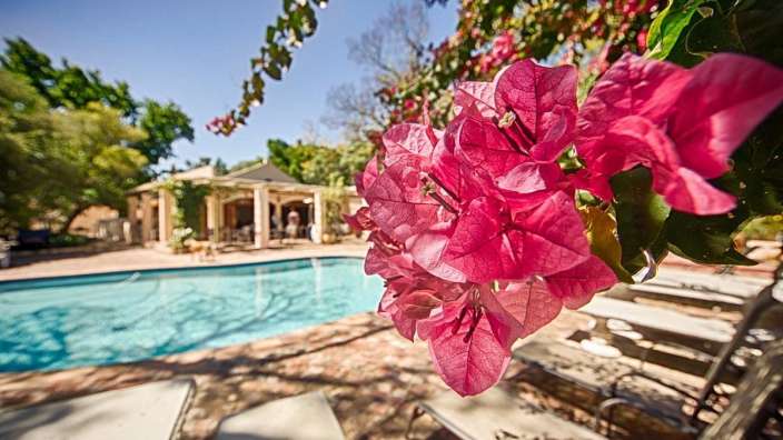 Eine Nahaufnahme einer rosa Blume mit einem Pool im Hintergrund