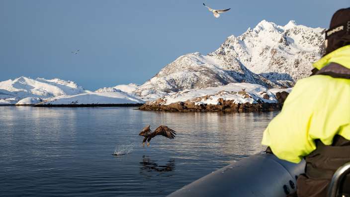 Seeadler in Aktion: Norwegen