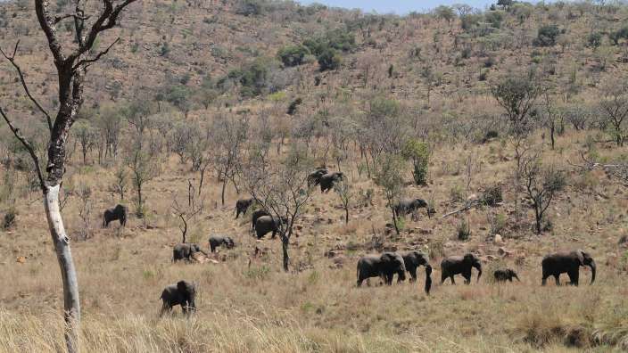 Eine Herde von Elefanten , die in einem Feld spazieren gehen