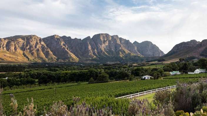 Ein weißer Zaun umgibt einen Weinberg mit Bergen im Hintergrund