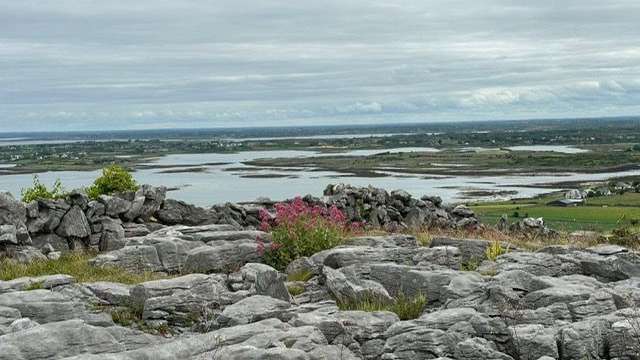 Eine rosa Blume steht auf einem Felsen in der Nähe eines Sees