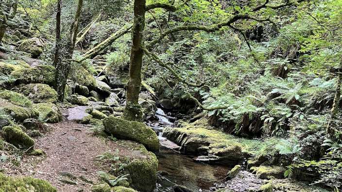 Ein Fluss, der durch einen Wald fließt