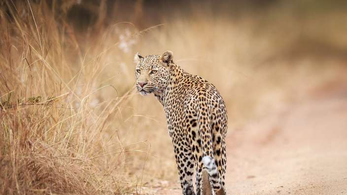 Ein Leopard geht auf einer unbefestigten Straße