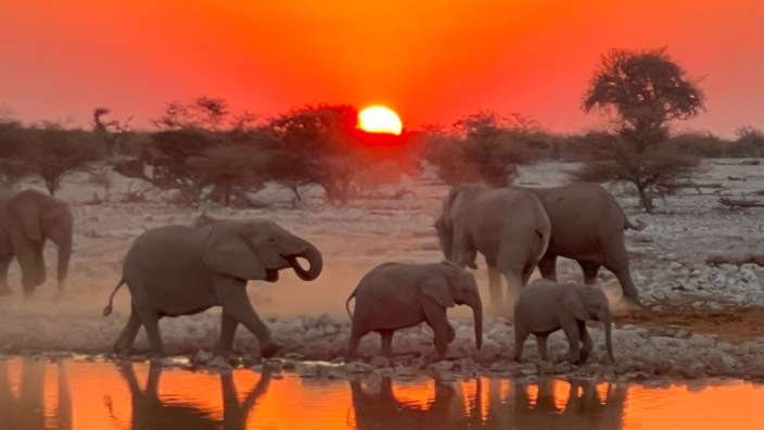 Eine Gruppe von Elefanten, die bei Sonnenuntergang an einem Wasserloch stehen
