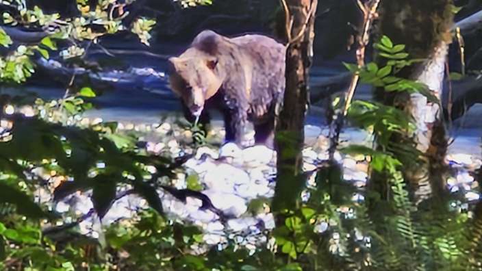 Ein Bär steht in einem Wald neben einem Fluss