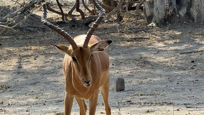 Ein Impala steht auf einem Feld und schaut in die Kamera