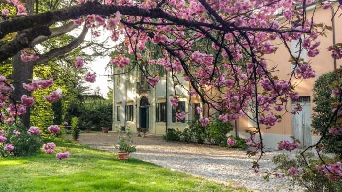Ein Baum mit rosa Blüten steht vor einem Gebäude