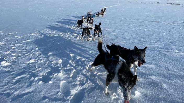 Eine Gruppe von Schlittenhunden läuft durch den Schnee