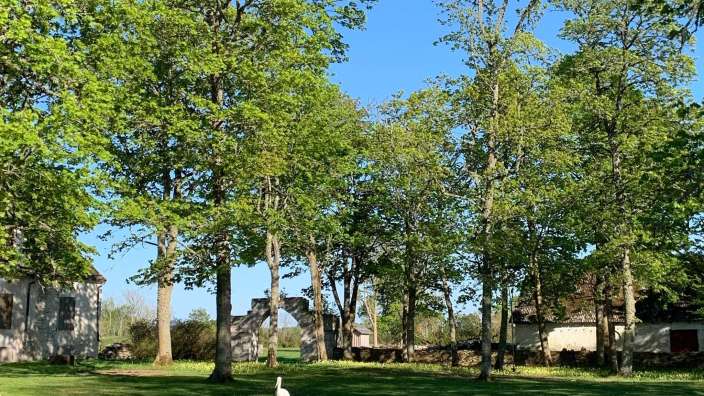 Eine weiße Gans steht in einem Park mit Bäumen