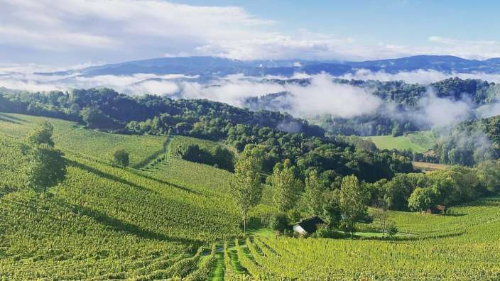 Ein Blick auf einen Weinberg mit Bergen im Hintergrund