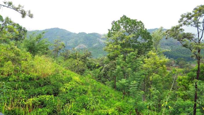 Eine üppige grüne Landschaft mit Bergen im Hintergrund
