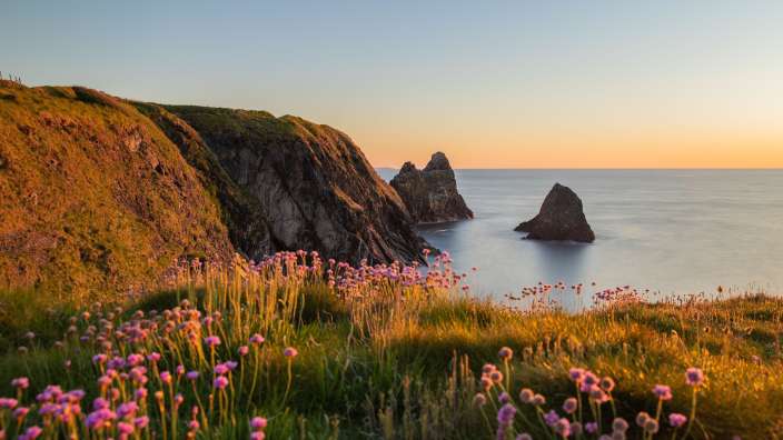 Lila Blumen wachsen auf einer Klippe mit Blick auf das Meer