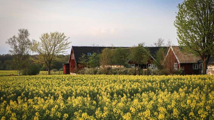 Ein Feld mit gelben Blumen und einem roten Gebäude im Hintergrund