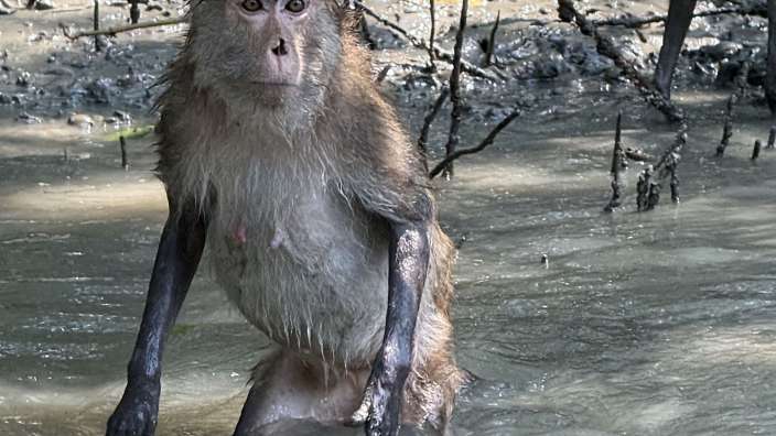 Ein Affe steht im Wasser und schaut in die Kamera