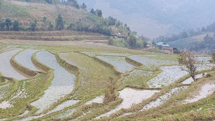 Eine Reihe von Reisterrassen mit einem kleinen Häuschen im Hintergrund