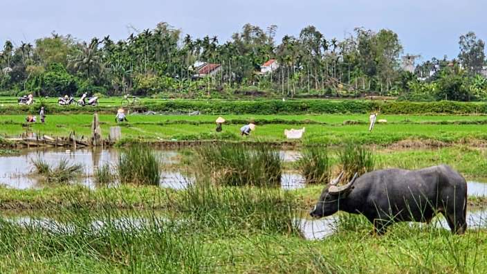 Ein Wasserbüffel steht in einem Feld neben einem Teich