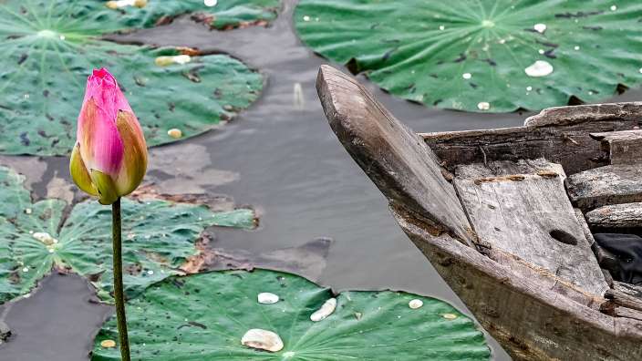 Eine rosa Blume steht in einem Teich neben einem Holzboot