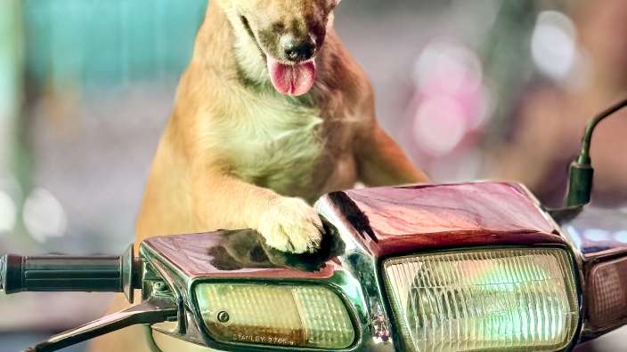 Ein brauner hund sitzt auf einem motorrad und streckt die zunge heraus