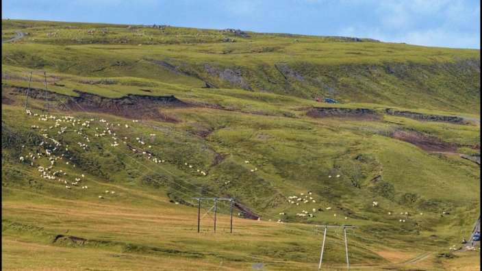 Eine Schafherde steht auf einem grasbewachsenen Hügel