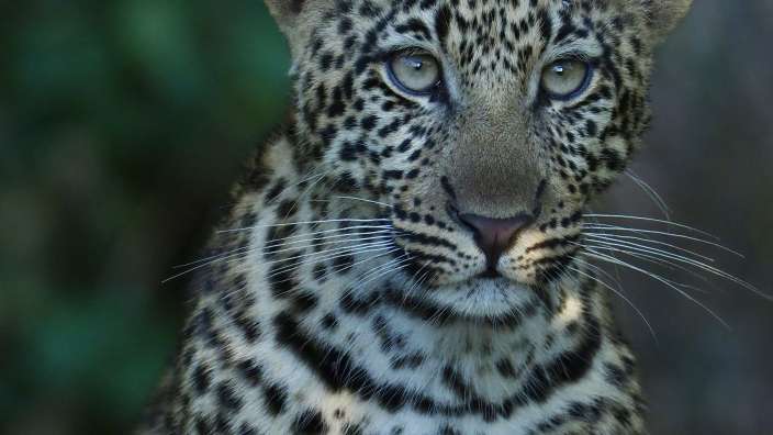 Ein junger Leopard schaut in die Kamera