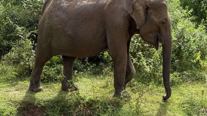 Ein elefant steht in einem schlammigen loch im gras