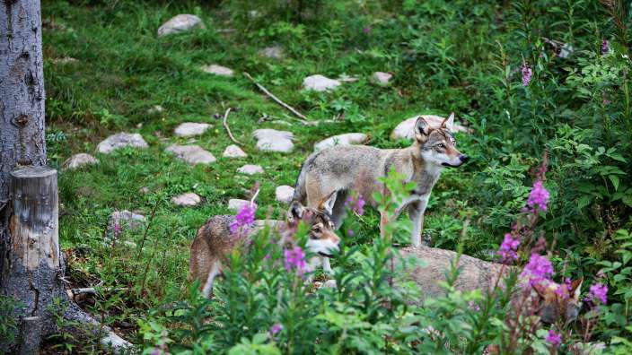 Zwei Wölfe stehen in einem Feld mit lila Blumen