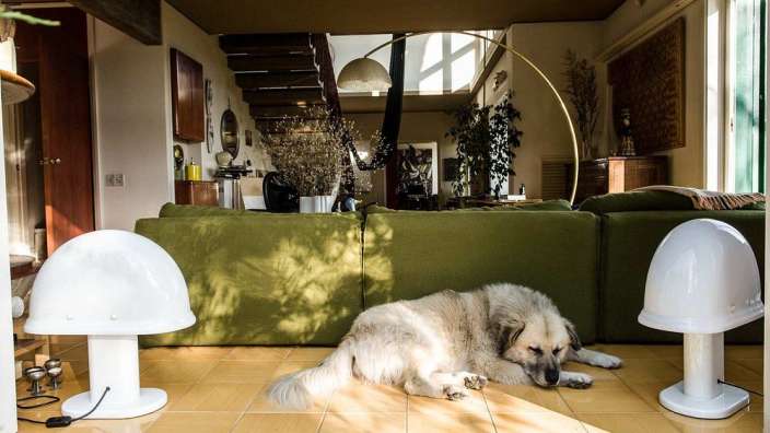 Ein weißer hund liegt neben einer grünen couch