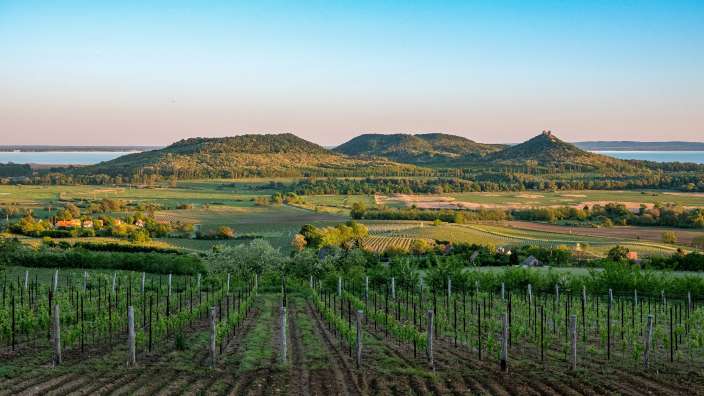 Ein Feld mit Bäumen und Bergen im Hintergrund