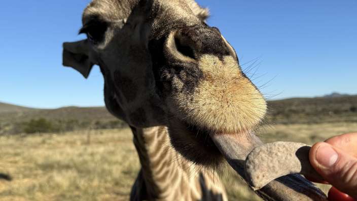 Eine giraffe streckt ihren langen schwanz heraus, um etwas von einer person zu essen