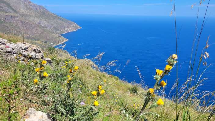 Wanderung im Norden bei Scopello  Blumen wachsen auf einem Hügel mit Blick auf das Meer