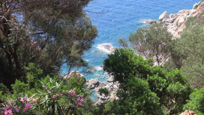 Ein Blick auf das Meer durch die Bäume
