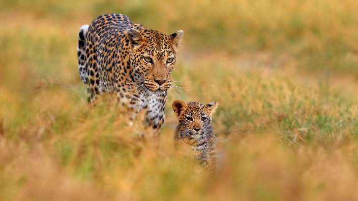 Eine Leopardin und ihr Junges gehen durch hohes Gras