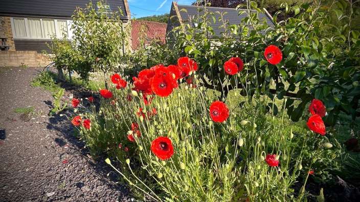 Eine Gruppe roter Mohnblumen wächst in einem Garten