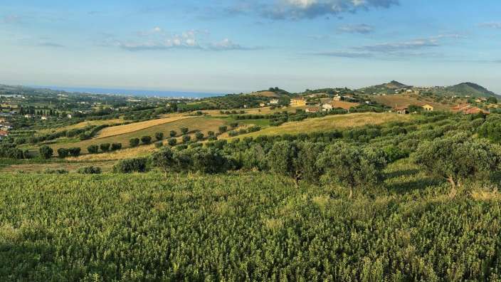 Ein Feld mit vielen Bäumen und einem Hügel im Hintergrund