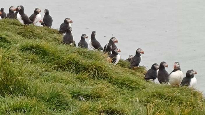 Eine Gruppe von Puffins steht auf einem grasbewachsenen Hügel