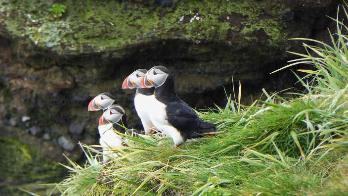Ein paar Puffins stehen auf einem Felsen im Gras